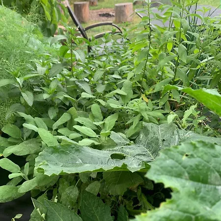 Teepee Oppidum Praha-motofamily *