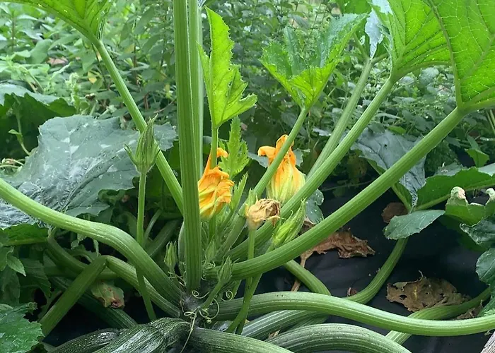 Teepee Oppidum Praha-motofamily Lhota (Prague-West)