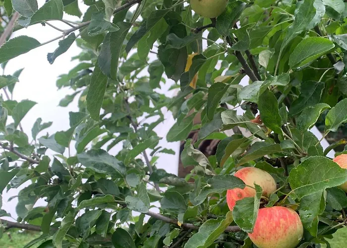 Teepee Oppidum Praha-motofamily Luxury tent Lhota (Prague-West)