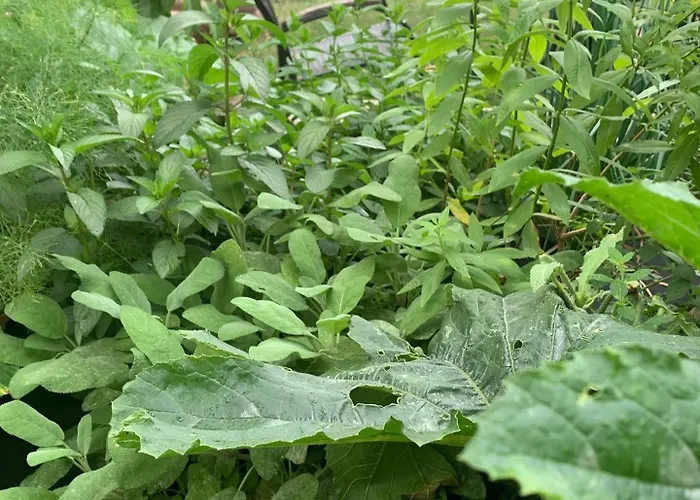 Teepee Oppidum Praha-motofamily *